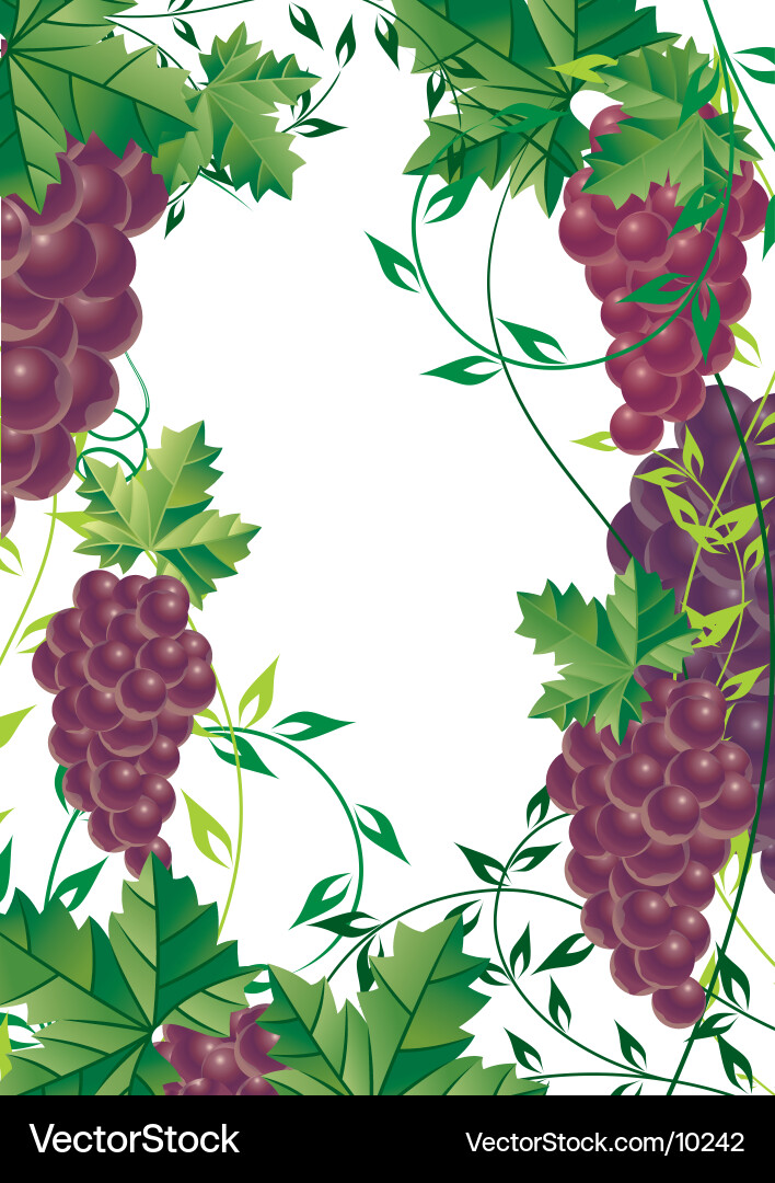 Vibrant Grape Vine Vector Image