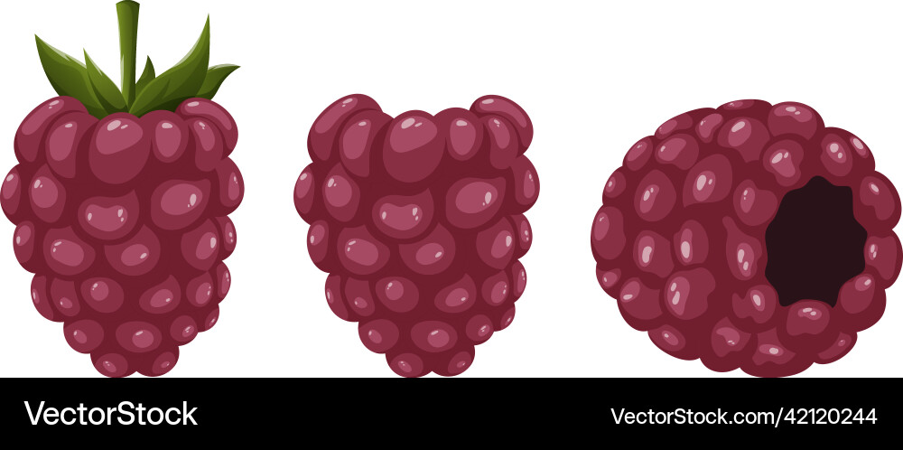 Raspberry berries in various positions image Vector Image