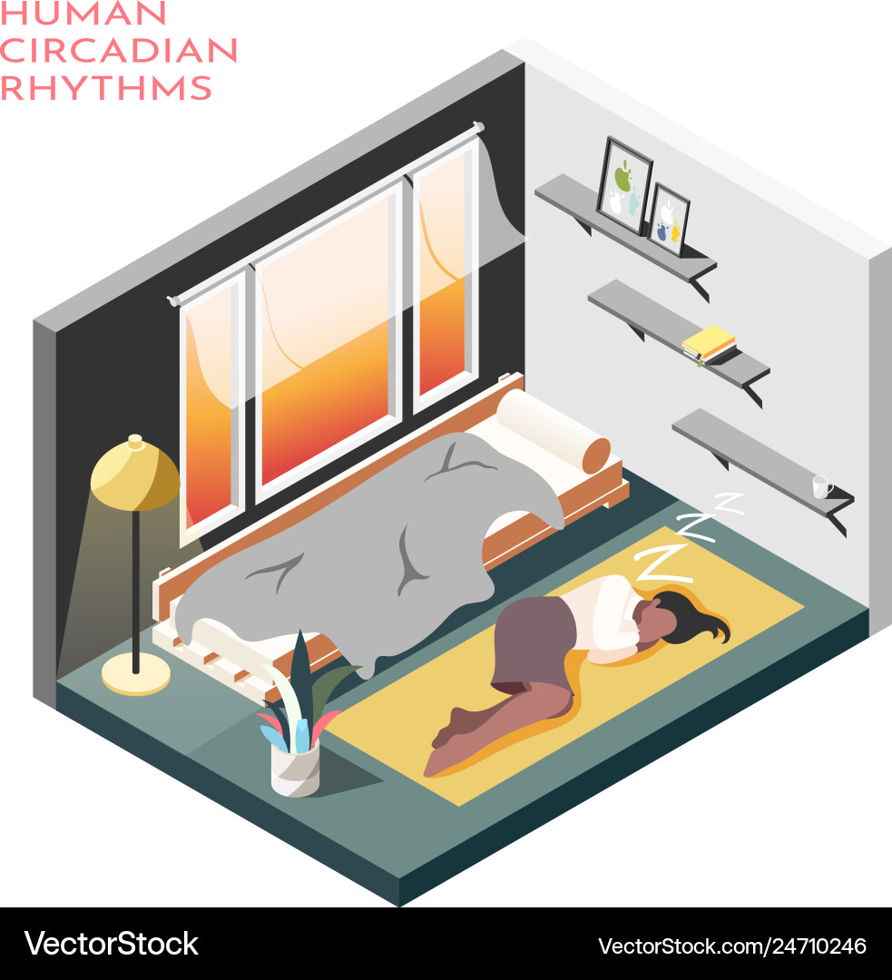 Human circadian rhythms isometric composition Vector Image