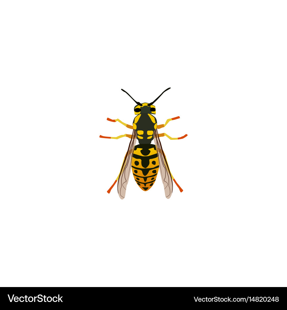 Realistic wisp element Vector Image