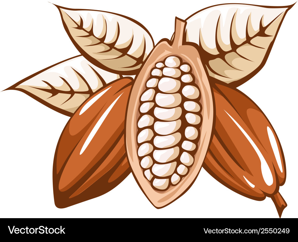 Cocoa Bean Close-Up vector image