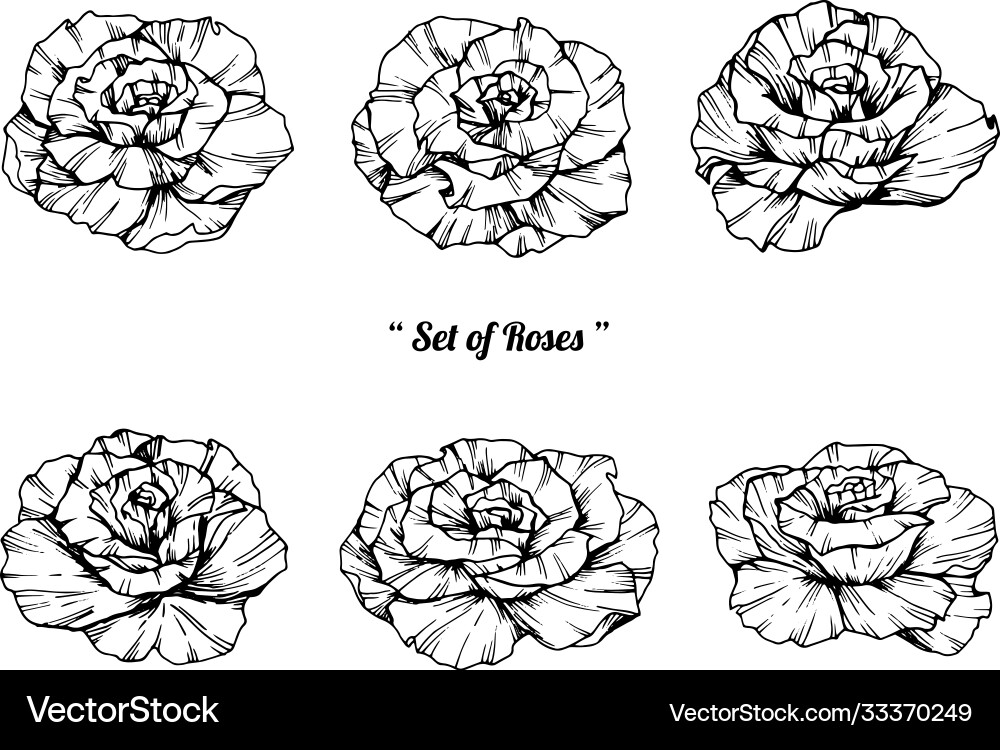 Rose flower and leaf hand drawn botanical Rose flower and leaf hand drawn botanical vector image