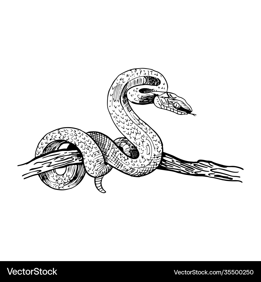 Snake on a tree branch hand-drawn in sketch Snake on a tree branch hand-drawn in sketch vector image