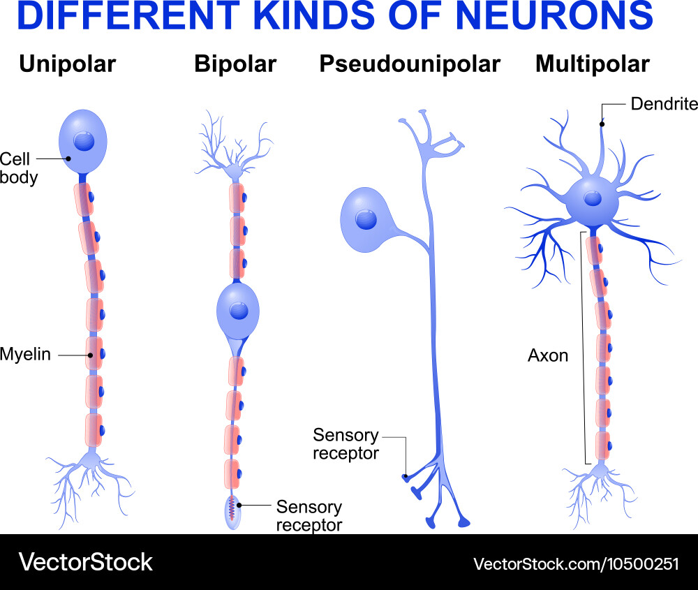 Neuron Structure and Types Vector Image