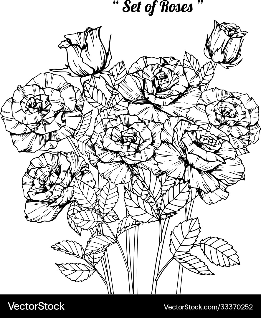 Rose Blume und Blatt Hand gezeichnet botanisch Rose Blume und Blatt Hand gezeichnet botanisch vektorbild