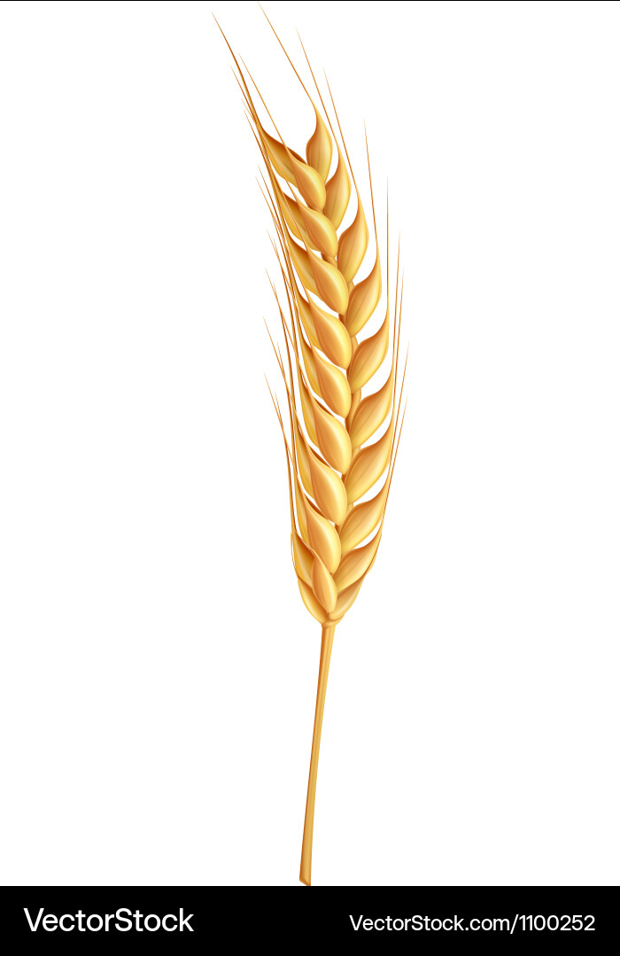 Wheat Royalty Free Vector Image - VectorStock