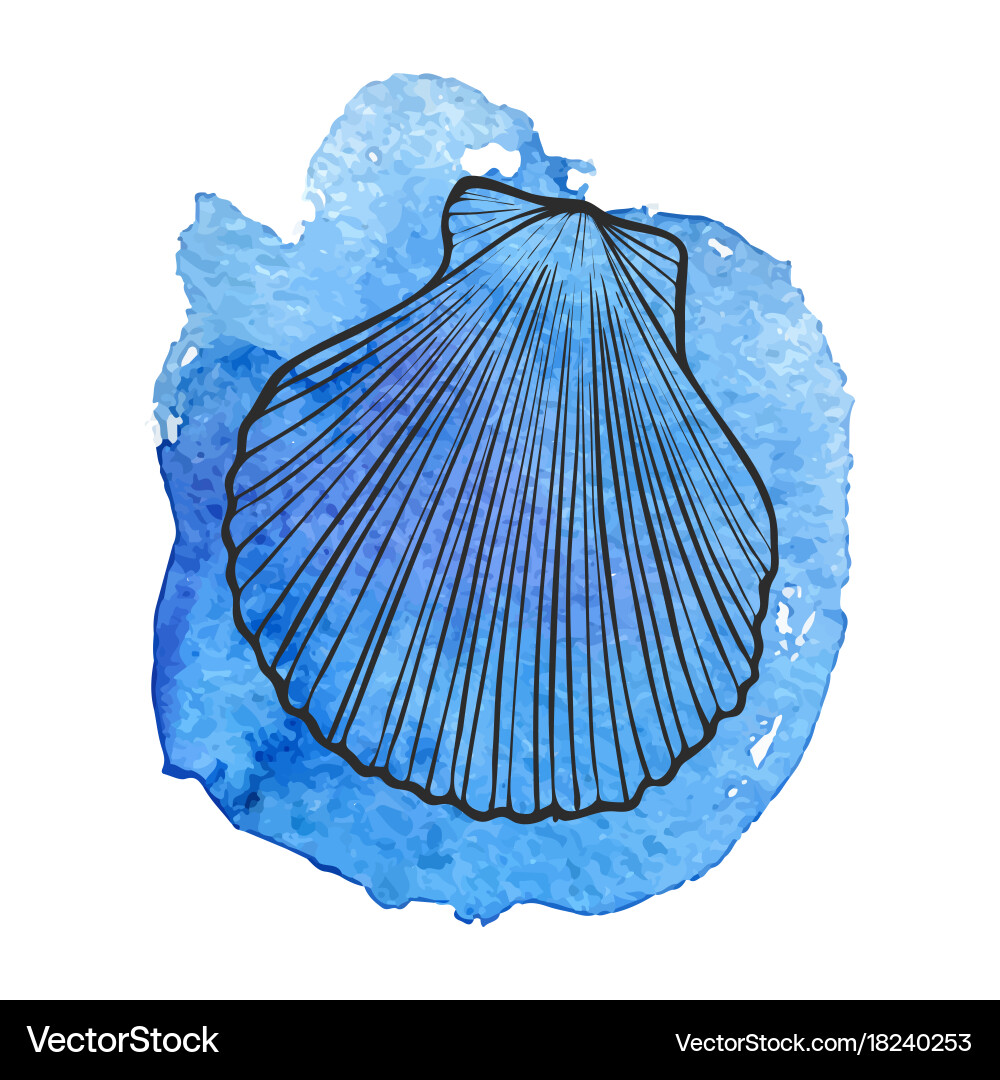 Hand drawn seashell Royalty Free Vector Image - VectorStock