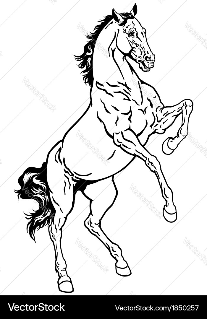 Rearing Mustang Horse Vector Image