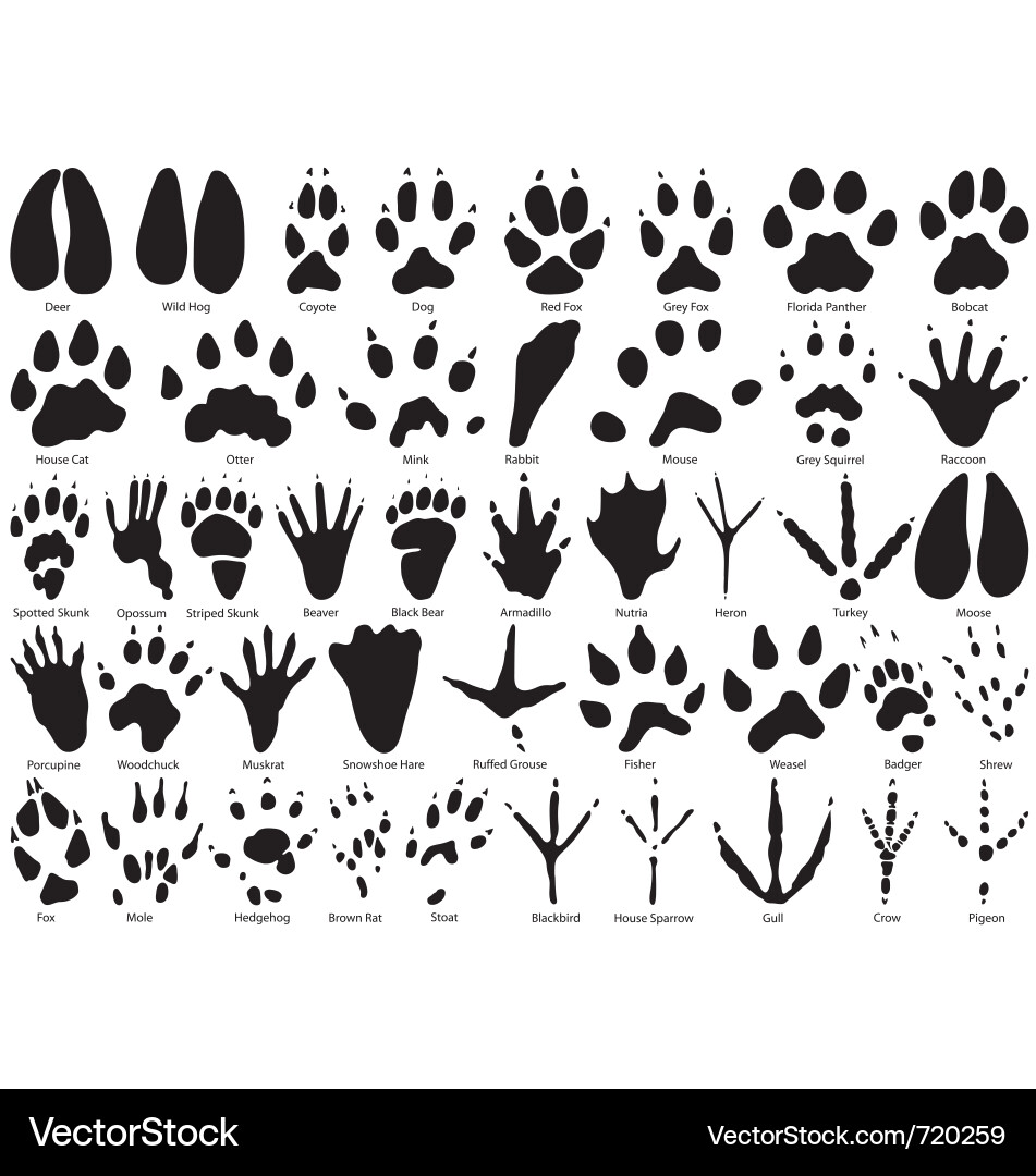 Animal track print silhouettes