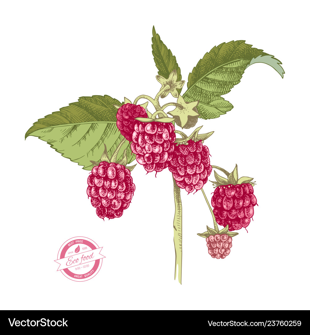 Hand-Drawn Raspberry Branch vector image