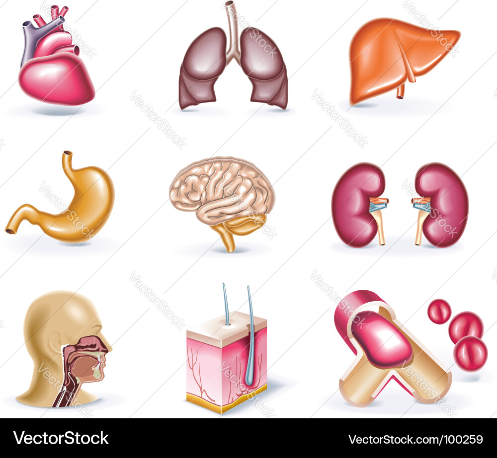 Medizinisches Icon Set - Anatomie Vektorbild