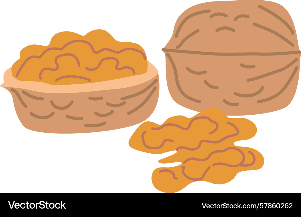 Walnut closed in shell opened Vector Image