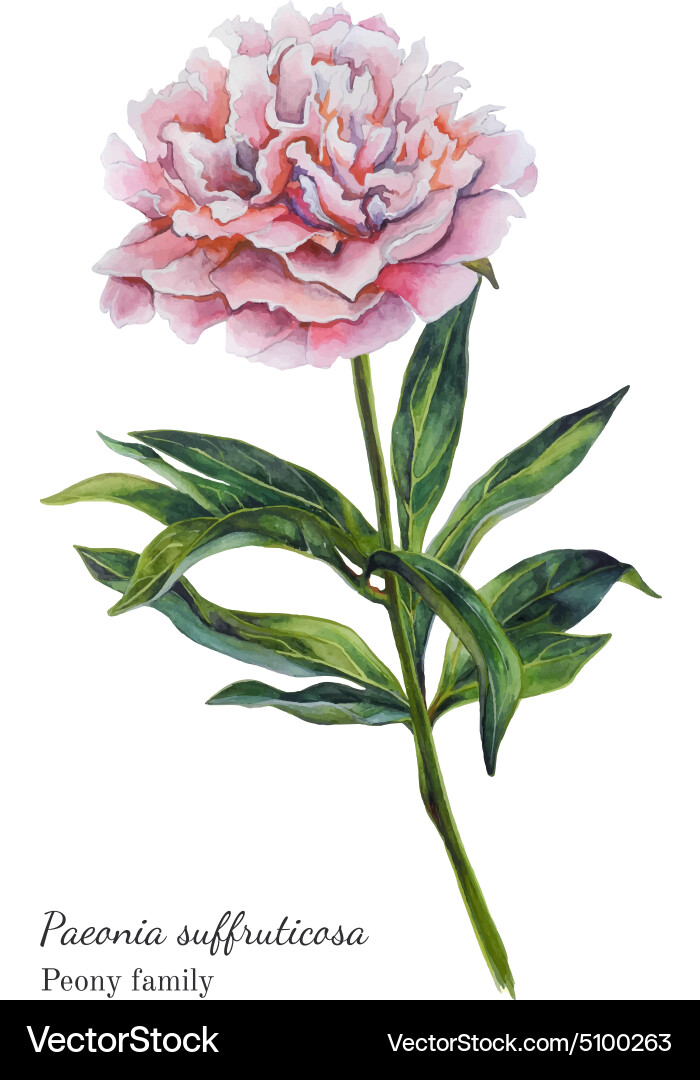 Pink Peony Watercolor Vector Image