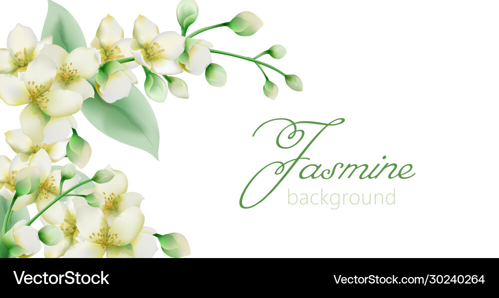Aquarell grün Jasmin Blumen Banner mit Platz Aquarell grün Jasmin Blumen Banner mit Platz vektorbild