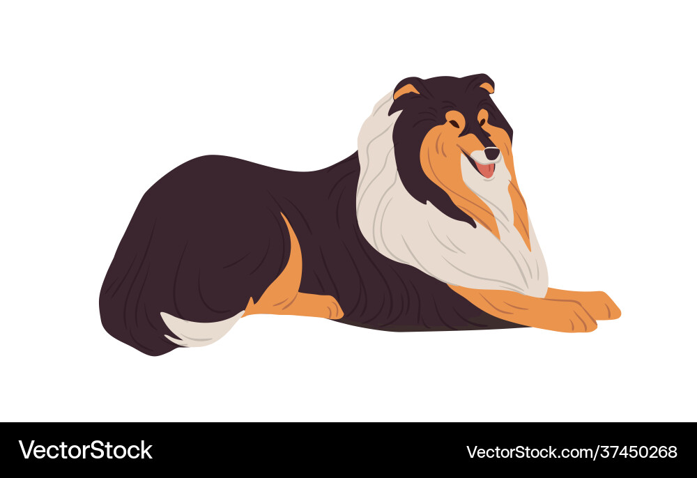 Hairy collie Hund ruht Englisch doggy Rasse Hairy collie Hund ruht Englisch doggy Rasse vektorbild