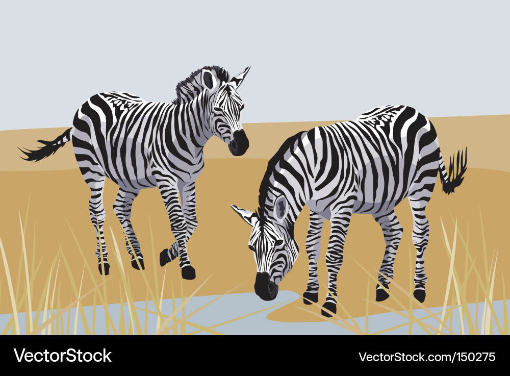 Zebra in Grassland Vektorbild