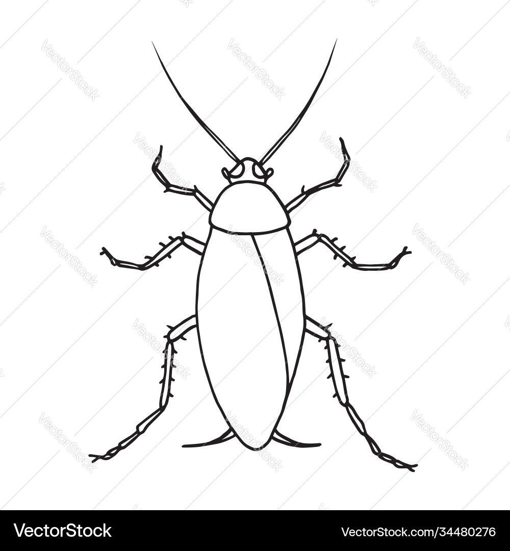 Cockroach pest contour Cockroach pest contour vector image