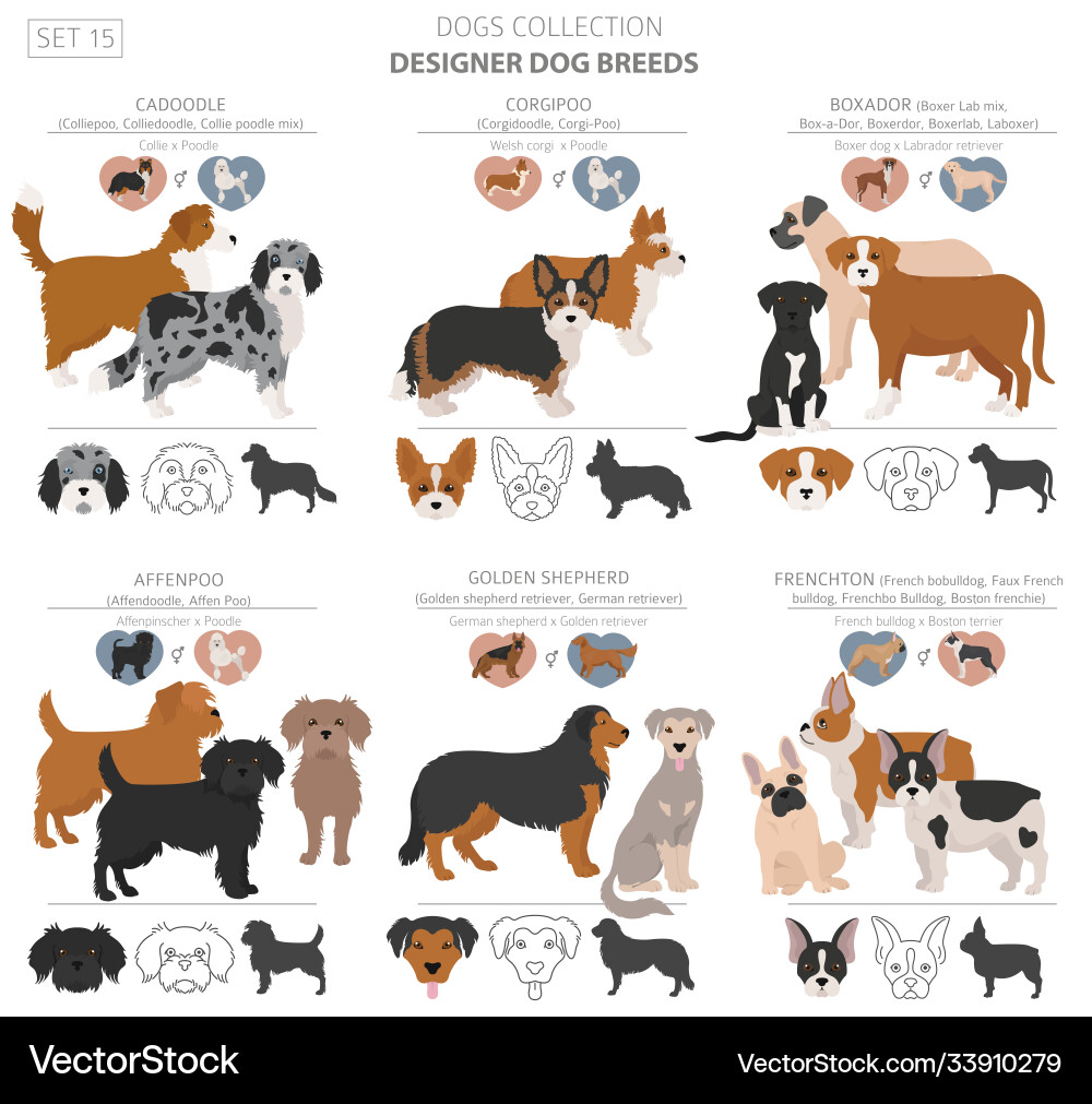 Designer dogs crossbreed hybrid mix pooches vector image