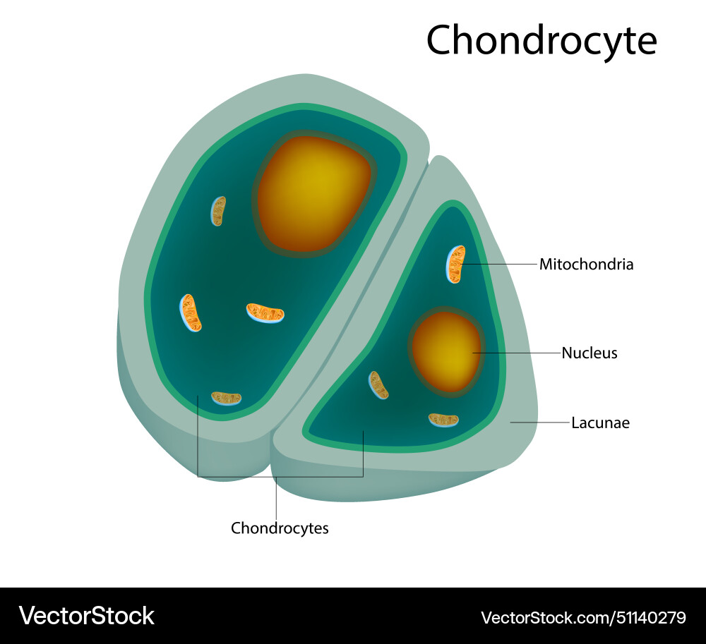 Structure of the chondrocytes cells in healthy Vector Image