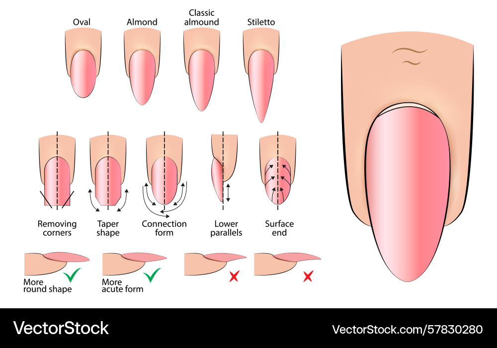 A manual for creating an oval A manual for creating an oval vector image