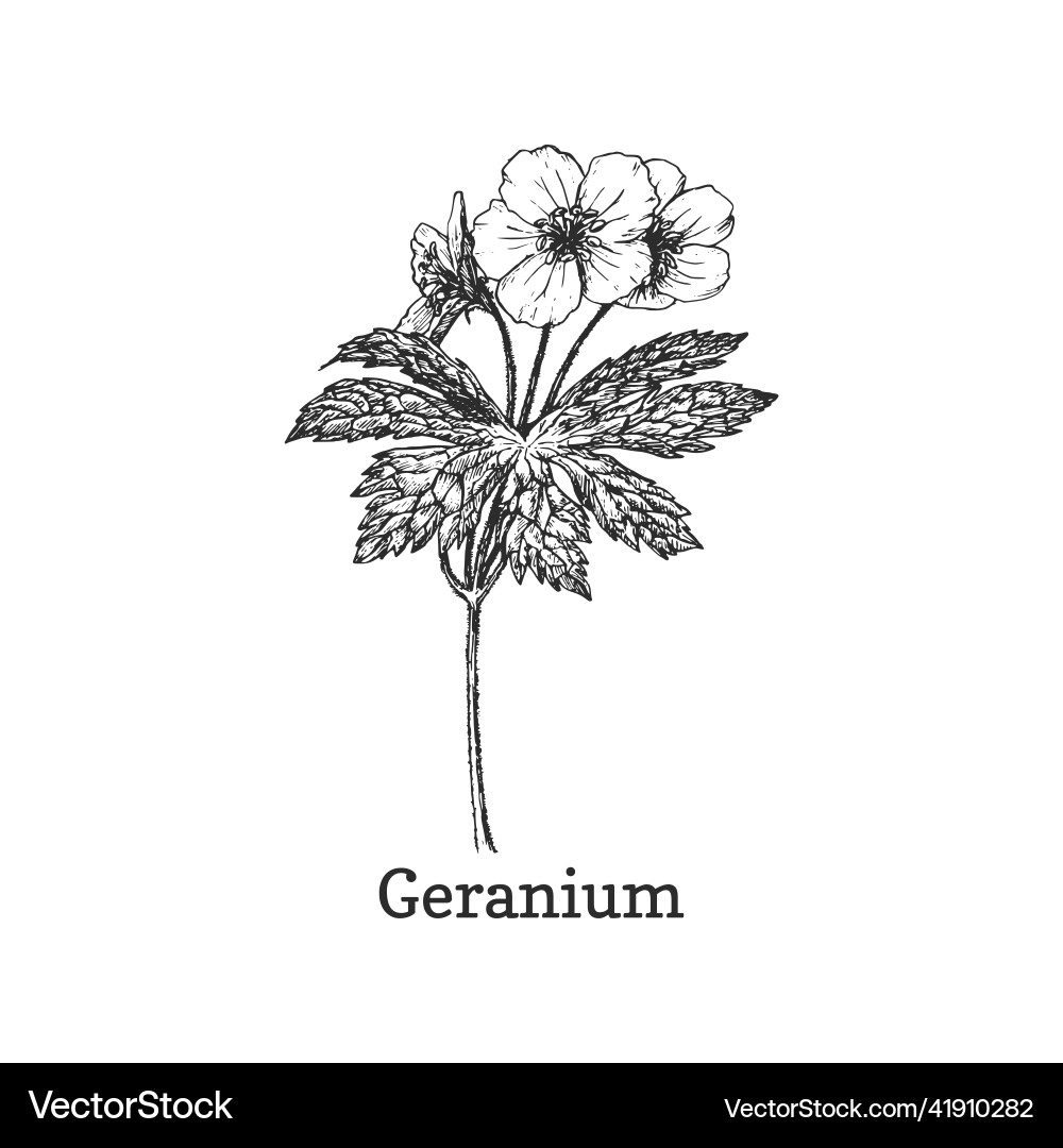 Geranium drawn sketch in design element Geranium drawn sketch in design element vector image