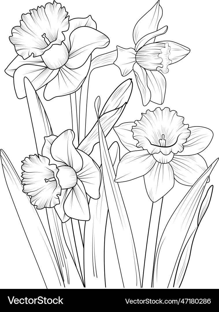 Daffodil flower outline blossom drawing Daffodil flower outline blossom drawing vector image