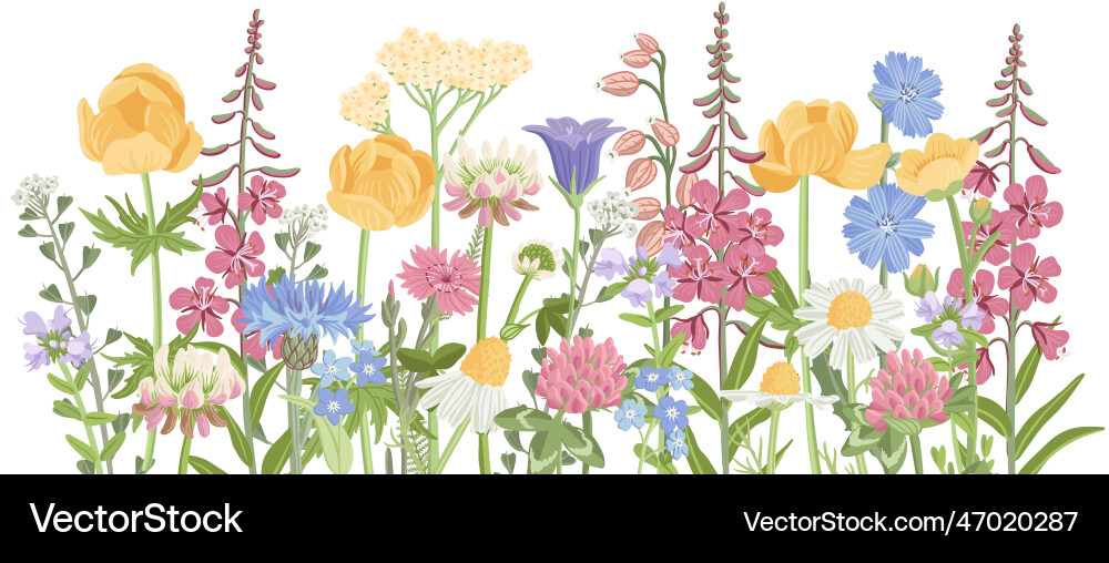 Drawing wild flowers Drawing wild flowers Vector Image