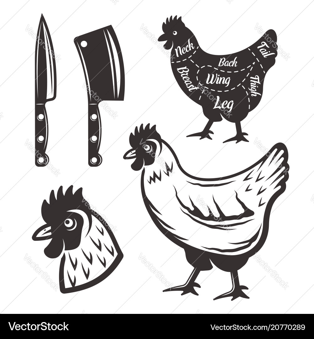 Chicken Butchery Objects vector image