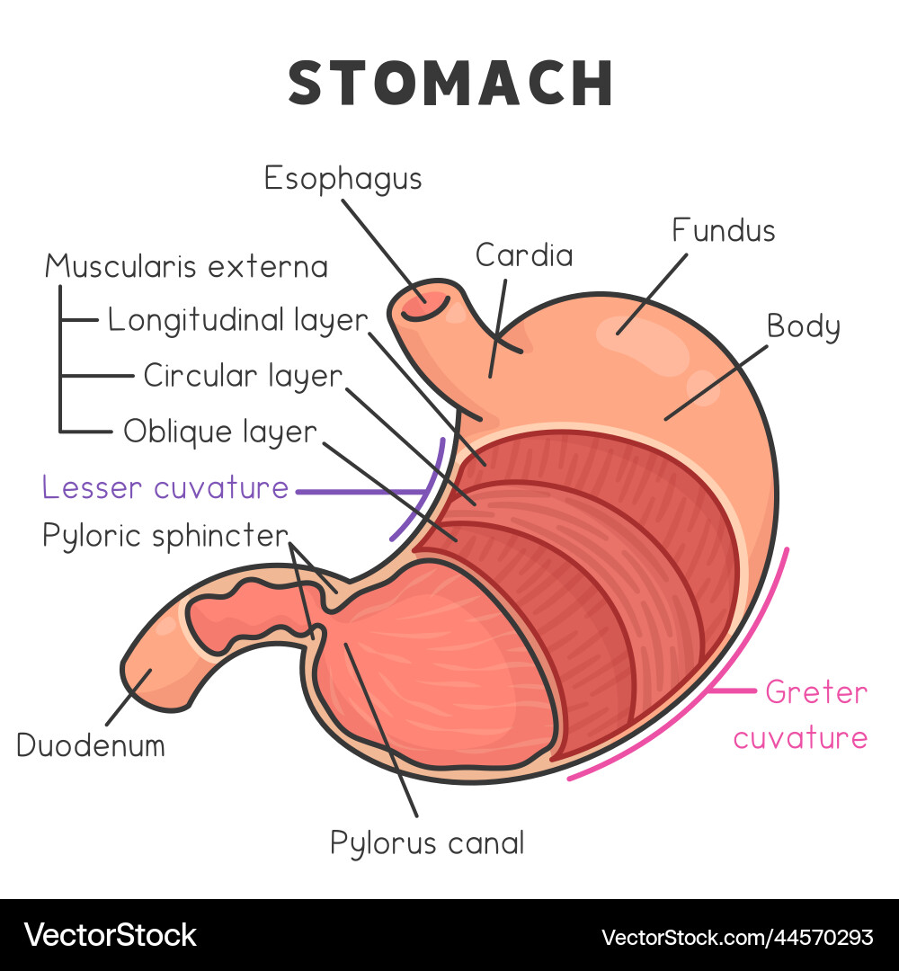 Components and layers of the stomach diagram chart Components and layers of the stomach diagram chart vector image