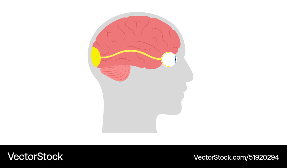 Optic nerve anatomy Royalty Free Vector Image Biology Diagrams