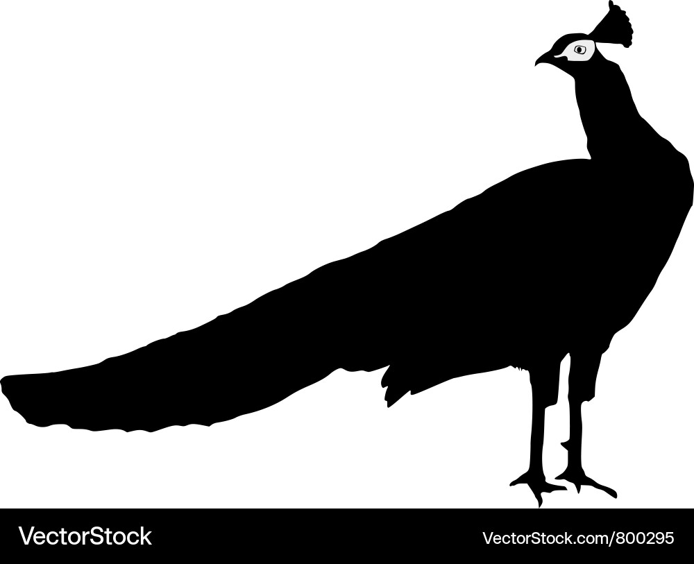 Peacock Silhouette Vector Image