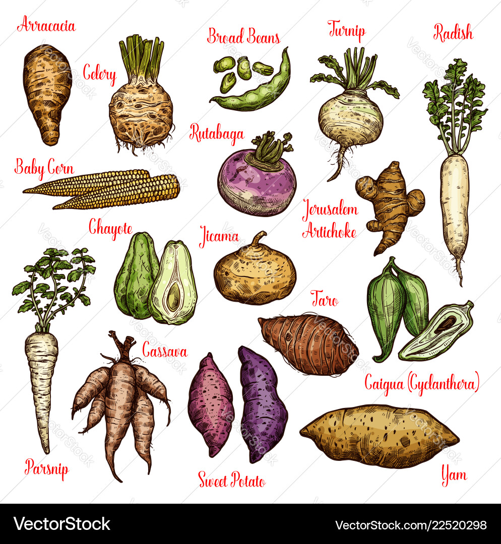 Exotic Vegetables Beans And Tubers Sketches Vector Image exotic-vegetables-beans-and-tubers-sketches-vector-image