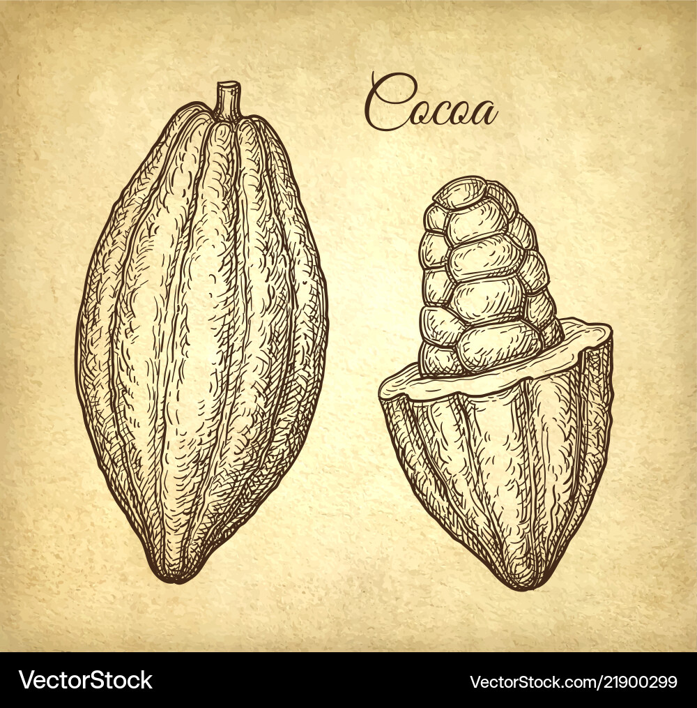 Ink sketch of cocoa Ink sketch of cocoa vector image