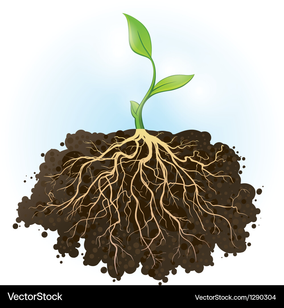 Rooted Growth Royalty Free Vector Image - VectorStock