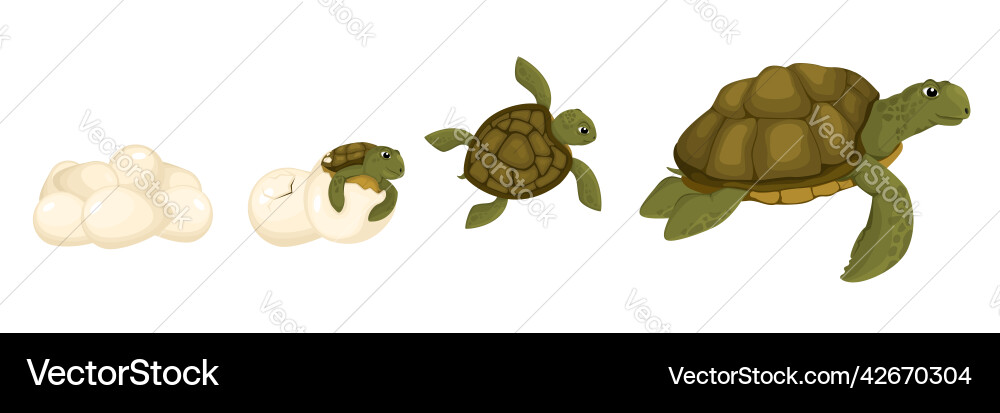 Turtle life cycle set Royalty Free Vector Image