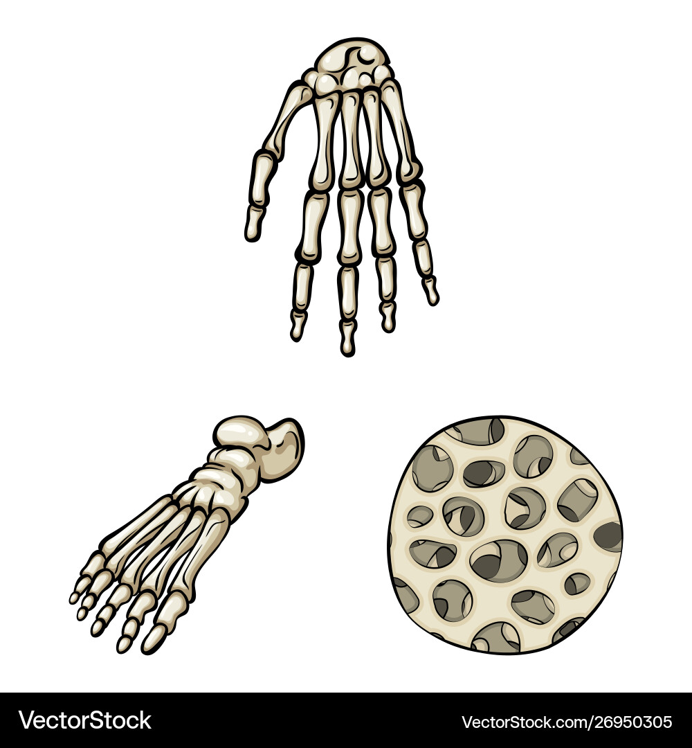 Isolierte Objekt Knochen und Skelett-Logo-Set Vektorbild