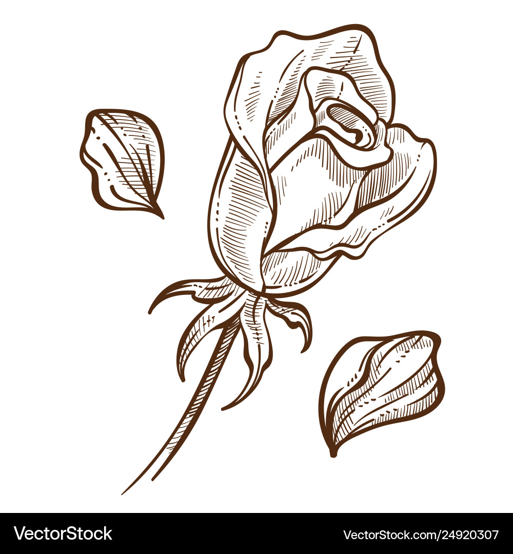 Flower rose bud and petals isolated sketch botany vector image