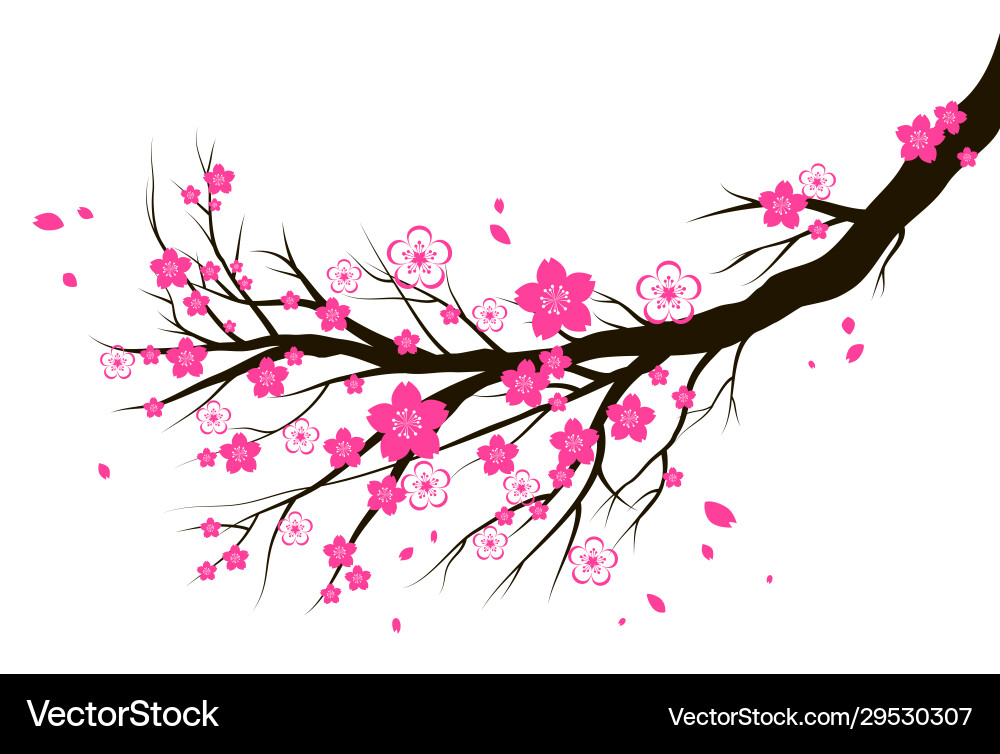 Spring blooming cherry or sakura blossom branch Spring blooming cherry or sakura blossom branch vector image