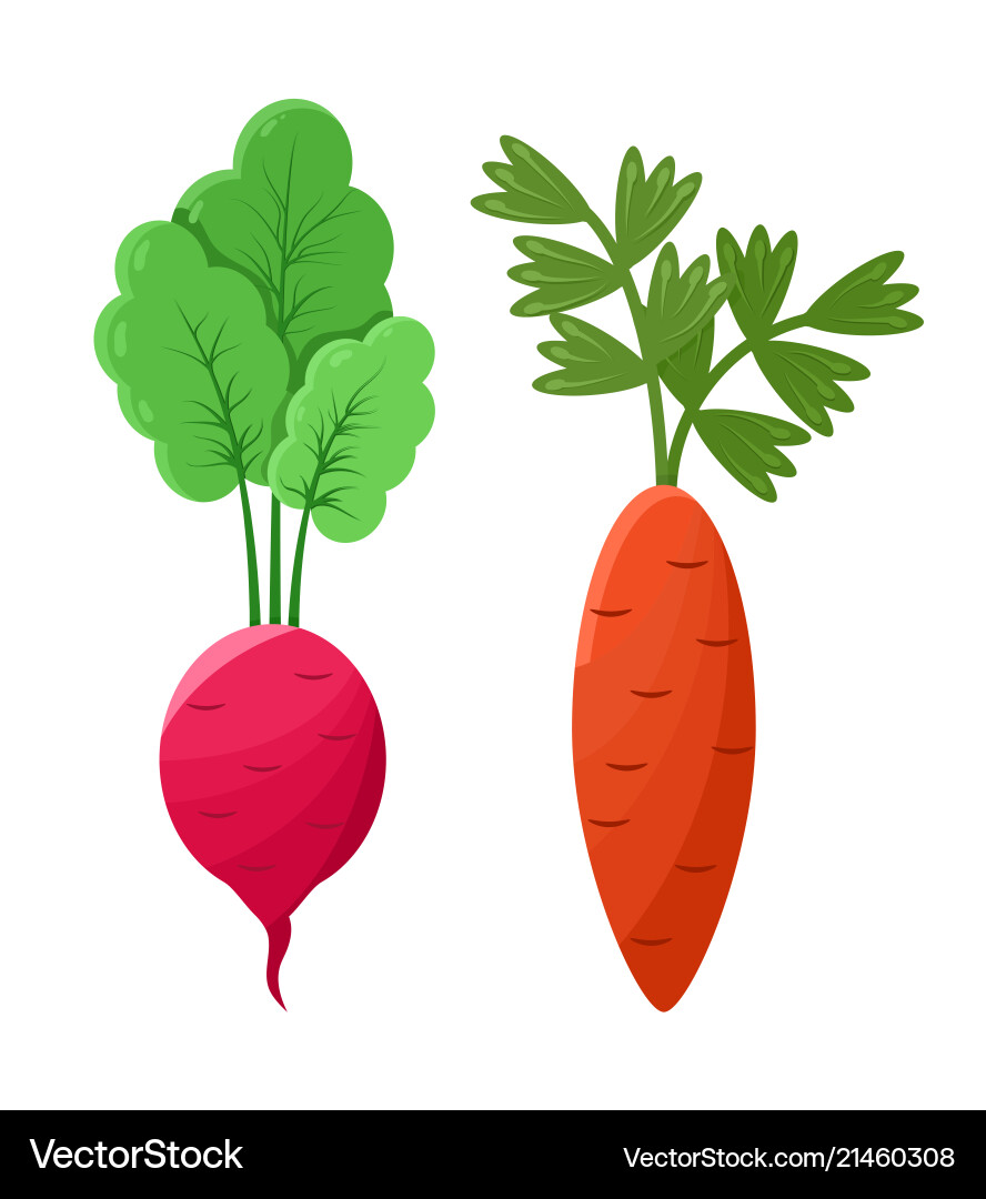 Karottenkonzepte von Radieschen und Karottengemüse Karottenkonzepte von Radieschen und Karottengemüse