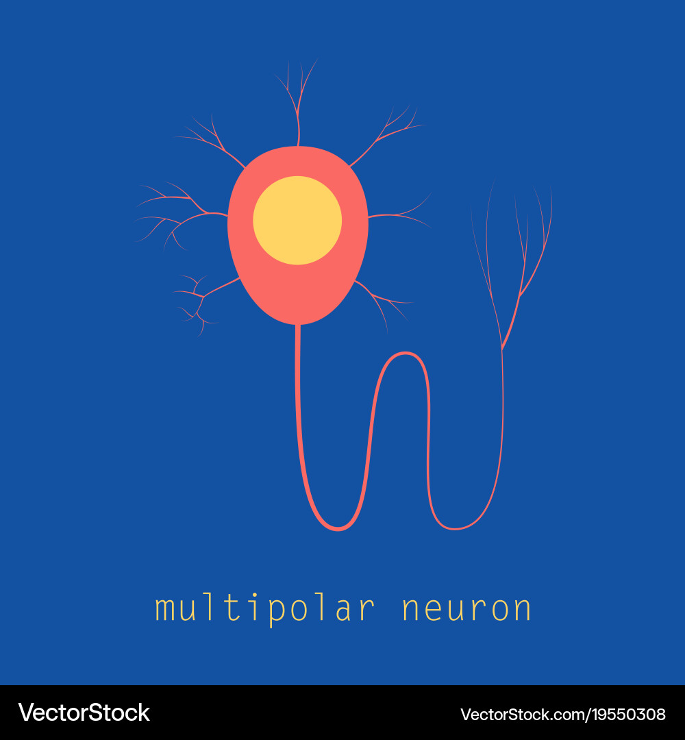 Structure of a motor neuron vector image