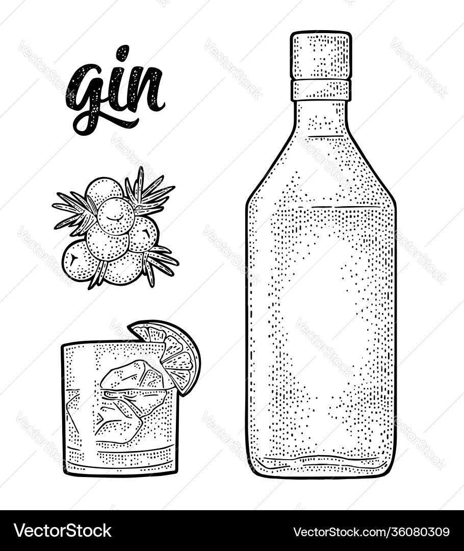Gin Branch with Juniper Berries vector image