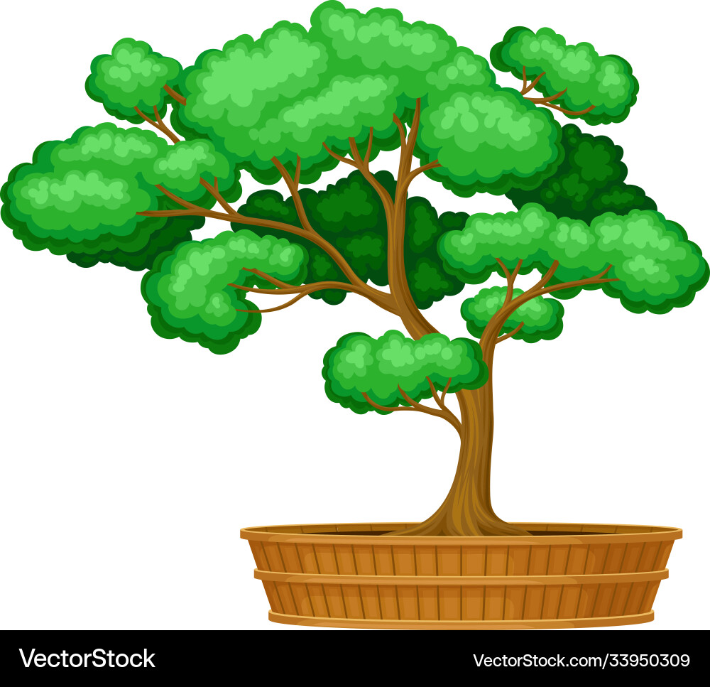Green bonsai tree as potted plant with lush crown Green bonsai tree as potted plant with lush crown vector image
