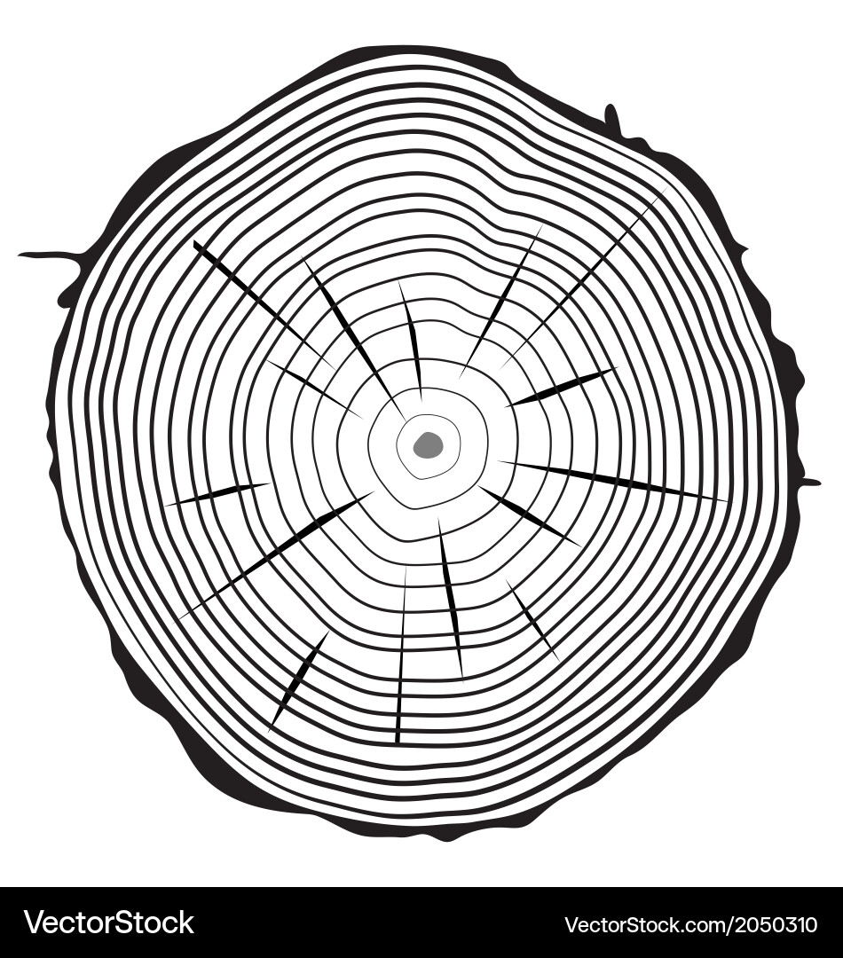 Tree Ring Cross-Sections Vector Image