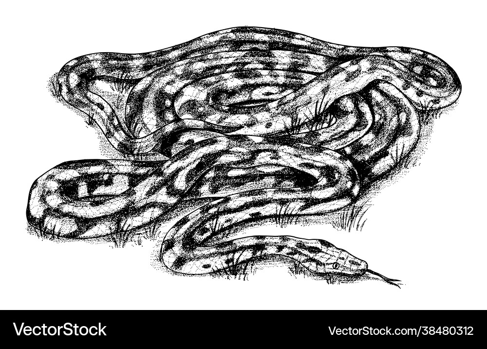 Pythonidae oder python boinae boas boids Pythonidae oder python boinae boas boids vektorbild