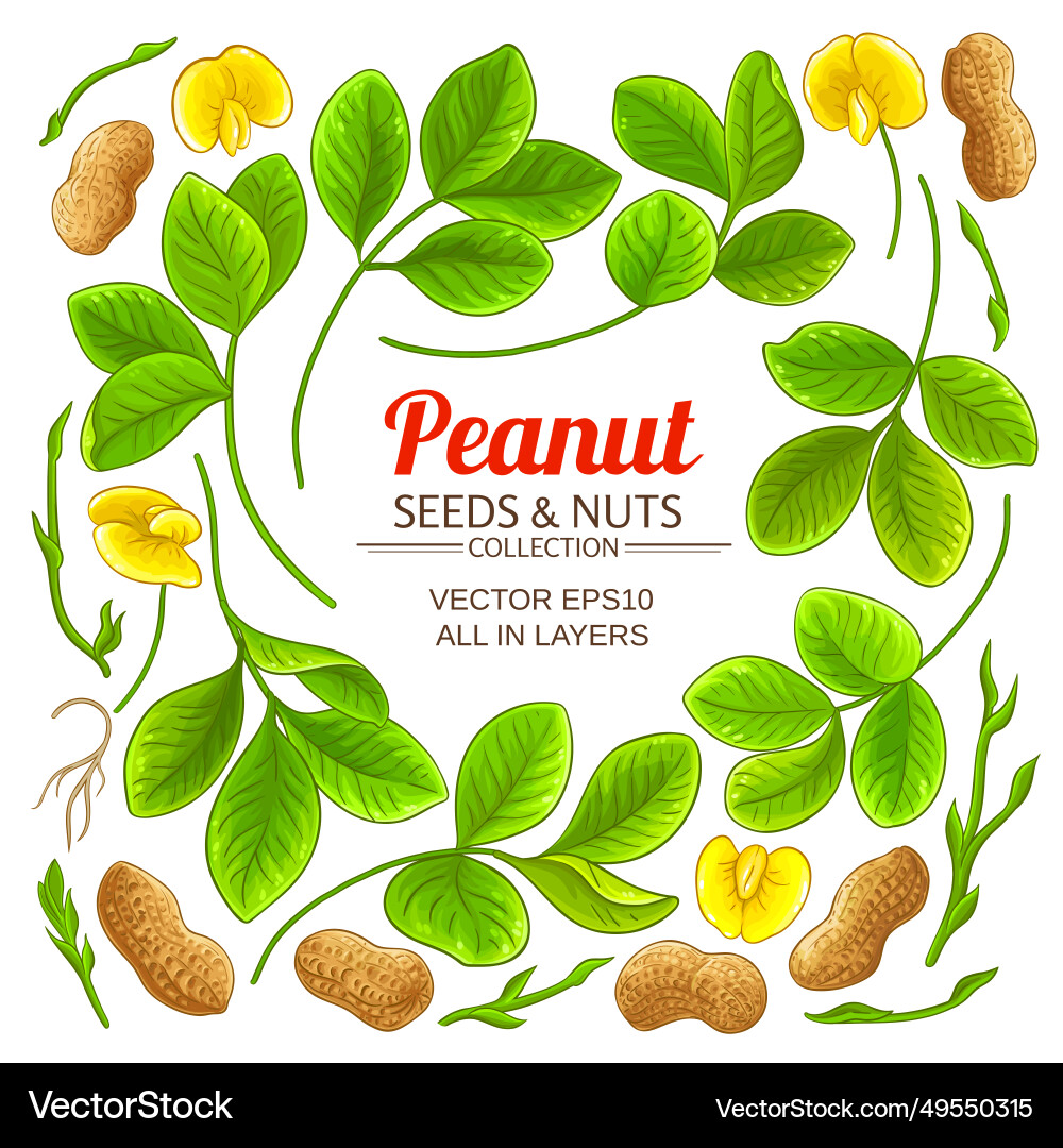 Peanut elements set Peanut elements set vector image