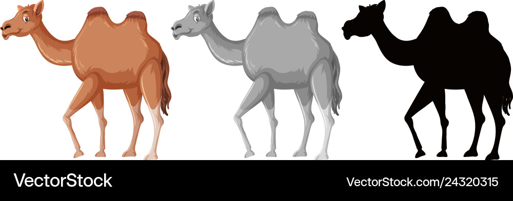 Set of camel character Vector Image