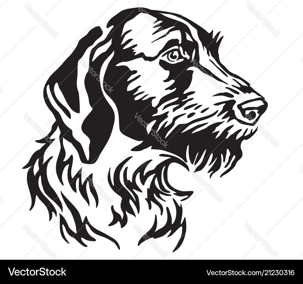 German Wirehaired Pointer Portrait vector image