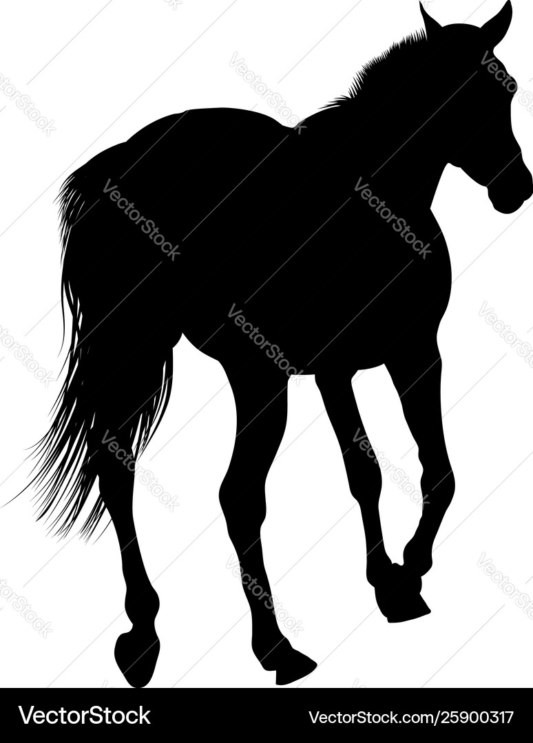Pferd Silhouette Pferd Silhouette vektorbild