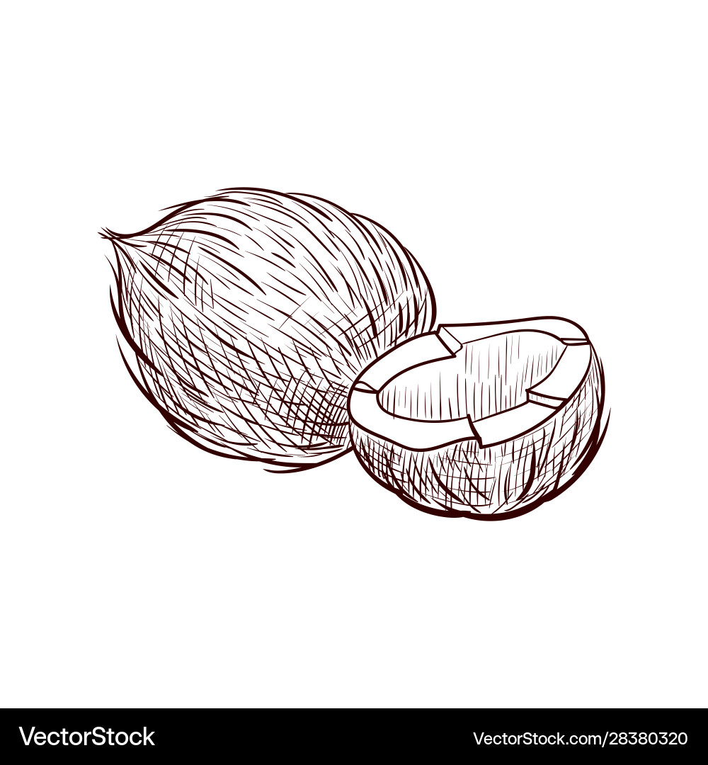 Drawing coconut Royalty Free Vector Image - VectorStock