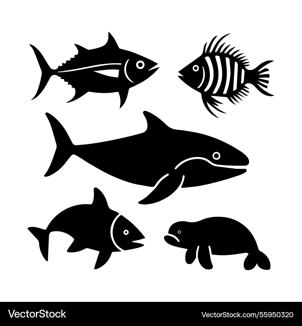 beluga zebra